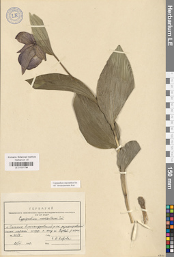 LE 01031798