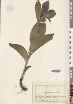 LE 01031799