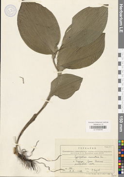LE 01032235