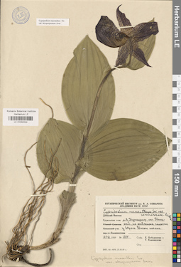 LE 01032244