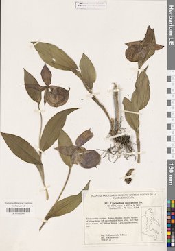 LE 01032245