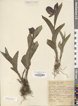 LE 01032247