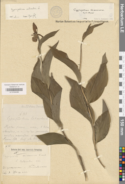 LE 01032265
