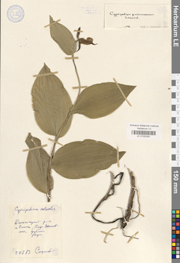 LE 01032281