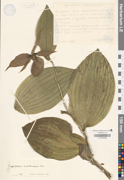 LE 01032285