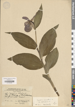 LE 01032286