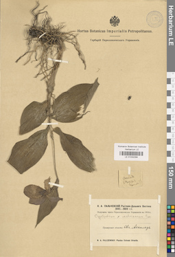 LE 01032294