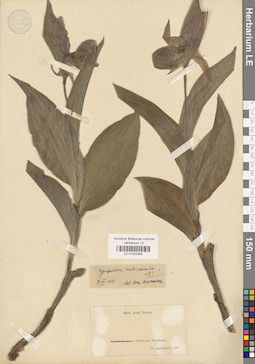 LE 01032304