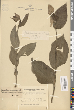 LE 01032307