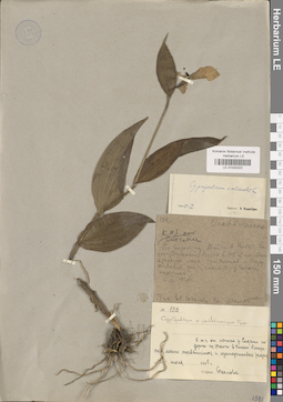LE 01032322