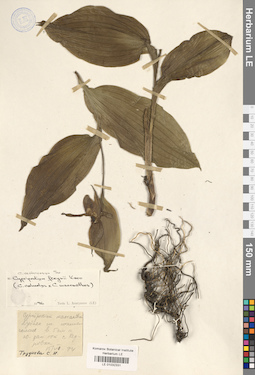 LE 01032331