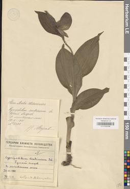 LE 01032336
