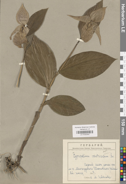 LE 01032342