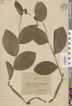LE 01032348
