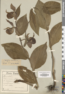 LE 01032350