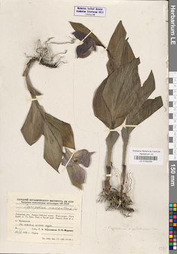 LE 01032359