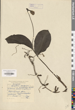 LE 01032377