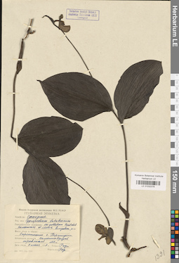 LE 01032378