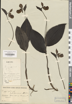 LE 01032379