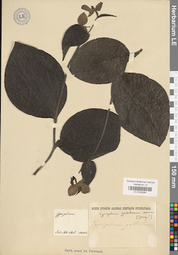 LE 01032388