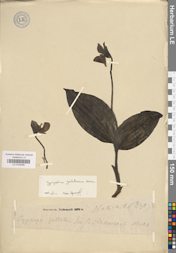 LE 01032390