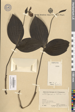 LE 01032396