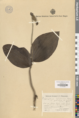 LE 01032399