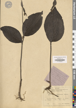 LE 01032402