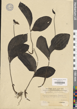 LE 01032403