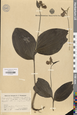 LE 01032407