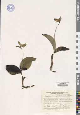 LE 01032409