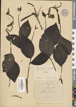 LE 01032412