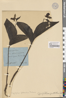 LE 01251246