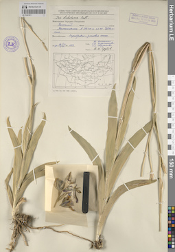 LE 01241811