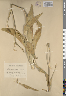 LE 01241842
