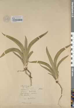 LE 01241874