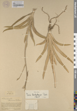 LE 01241895