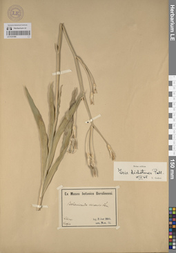 LE 01241896