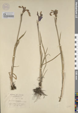 LE 01241941