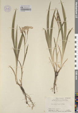 LE 01241960