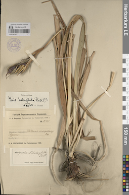 LE 01241975