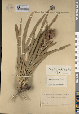 LE 01241977