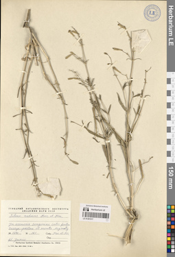 LE 01261017