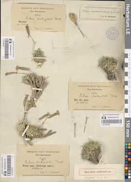 LE 01261035