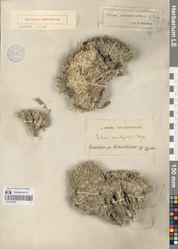 LE 01261040
