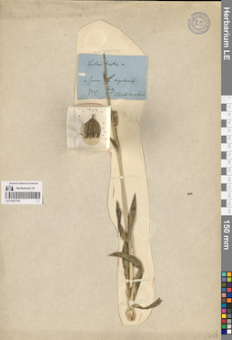 LE 01261105