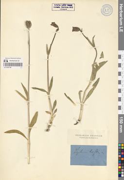 LE 01261106