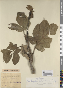 LE 01262093