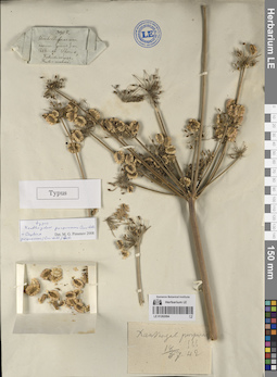 LE 01262094