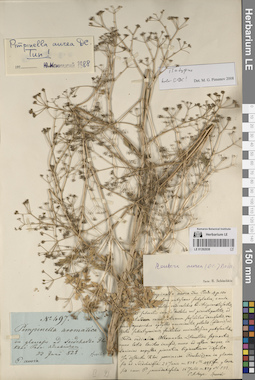 LE 01262038